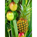 PINEAPPLE / PASSION FRUIT (Ananas / Passion)